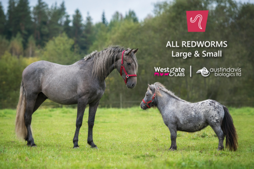 Watch our expert led webinar: All Redworms, Large and Small