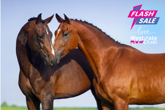 Valentine Flash Sale 2026