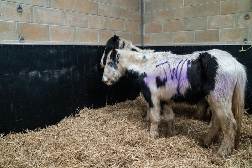 The Welfare Cost of Getting Worm Control Wrong