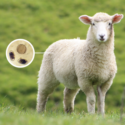 Image of Farm Animal Worm Egg Count