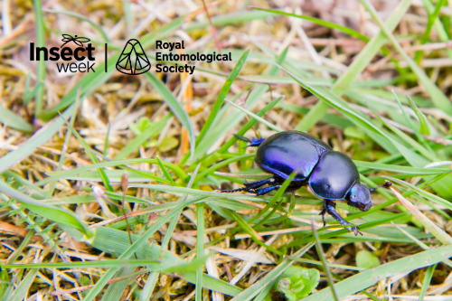Insect Week 2026