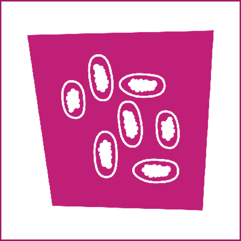 Image of Poultry Worm Egg Count