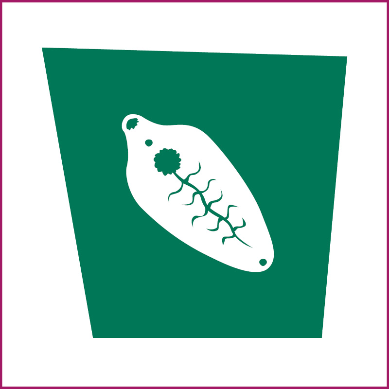 Image of Equine Liverfluke Test