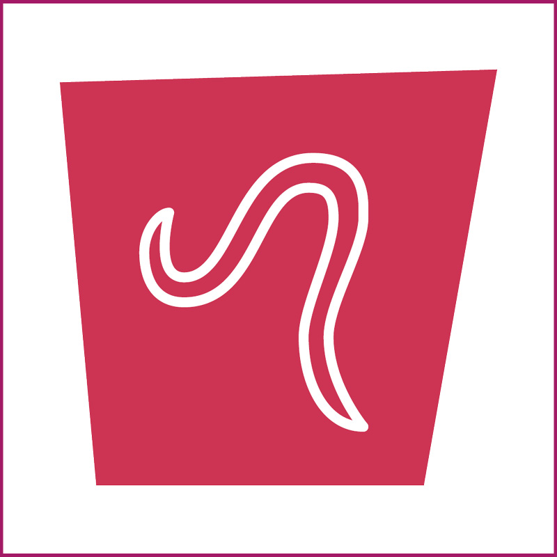 Image of Equine Large Redworm Larval Culture 