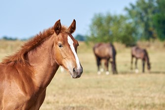 Warm weather linked to higher parasite risk
