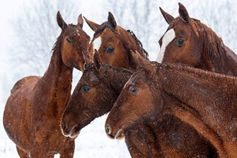 Does every horse still need treating for encysted redworm?