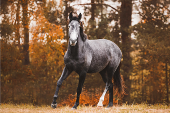 Does every horse still need treating for encysted redworm?